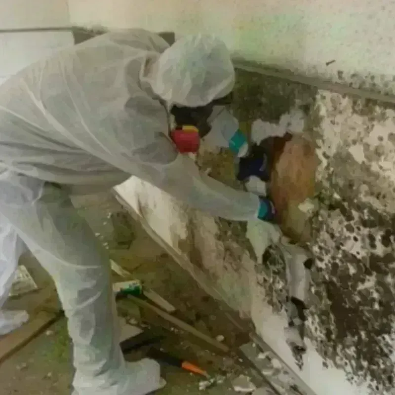 Mold Remediation and Removal in Crosby County, TX